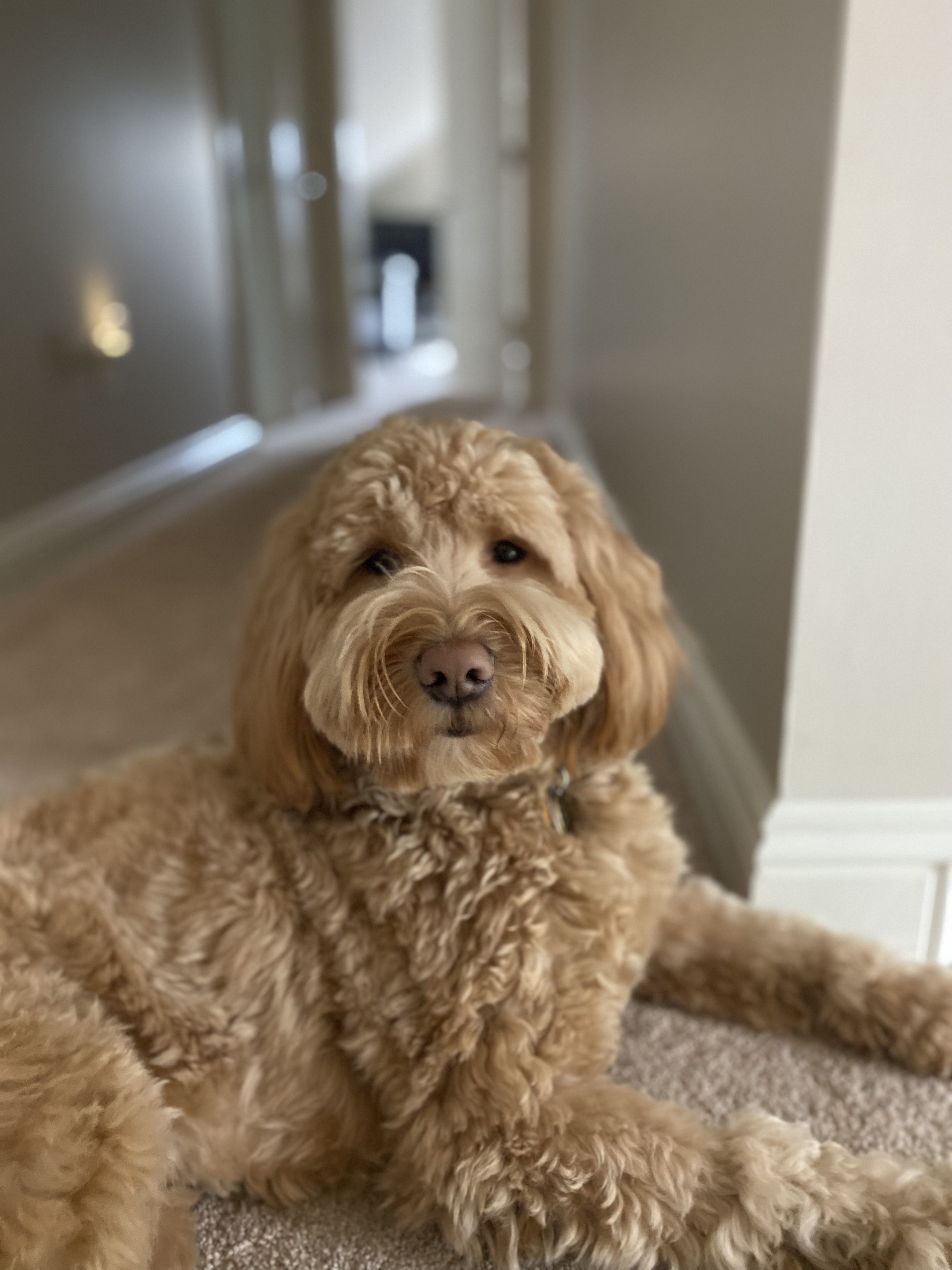 fluffy brown dog lying in a hallway