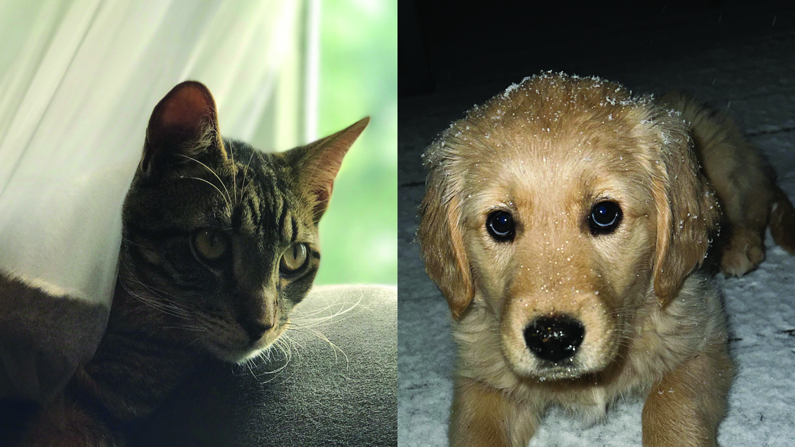 cat on left and dog on the right