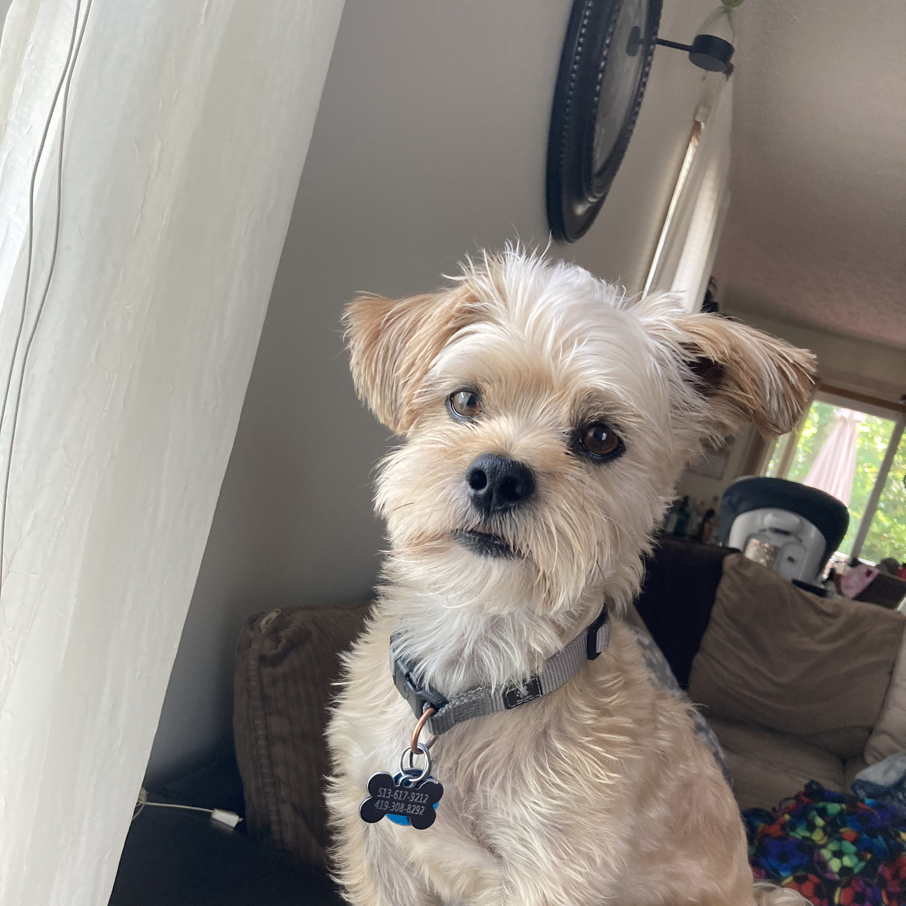 small dog on the arm of a couch