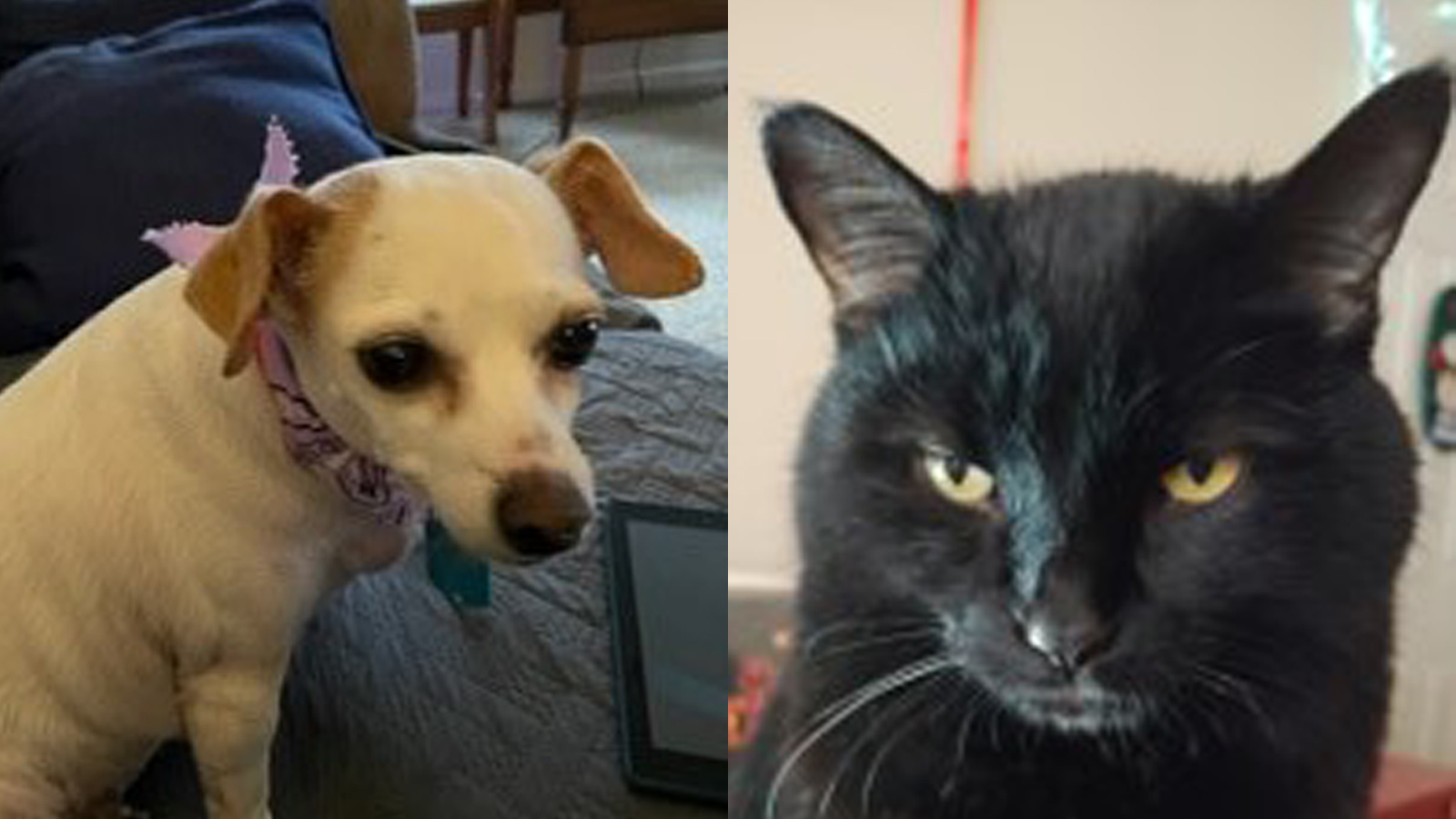 dog on left and cat on right