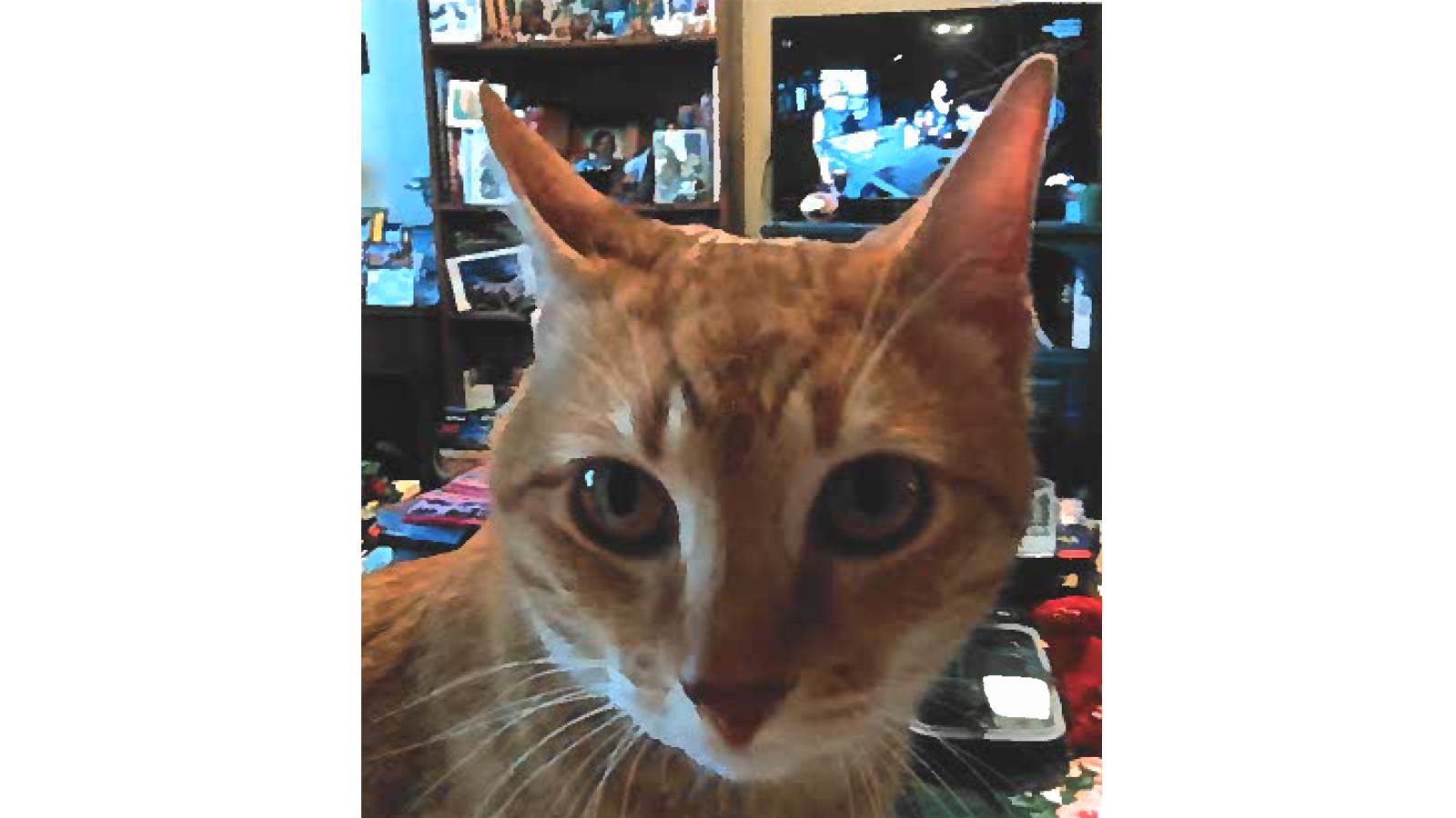 close up of orange cat