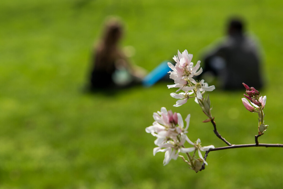 Picture of a flowering tree on campus during springtime. Two students sit in the background.