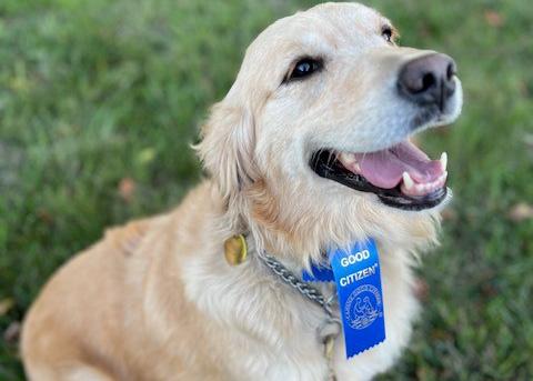 Close up a golden retriever therapy dog, Mabel, wearing a good citizen ribbon.