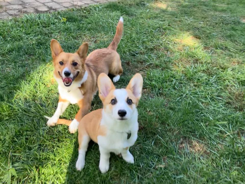 two dogs