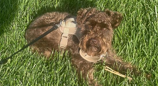 dog laying in grass