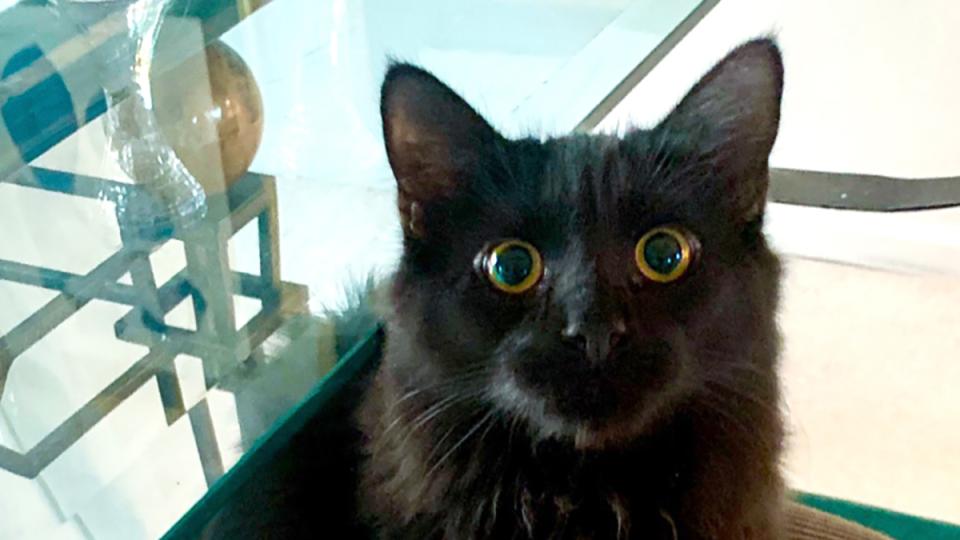 black cat