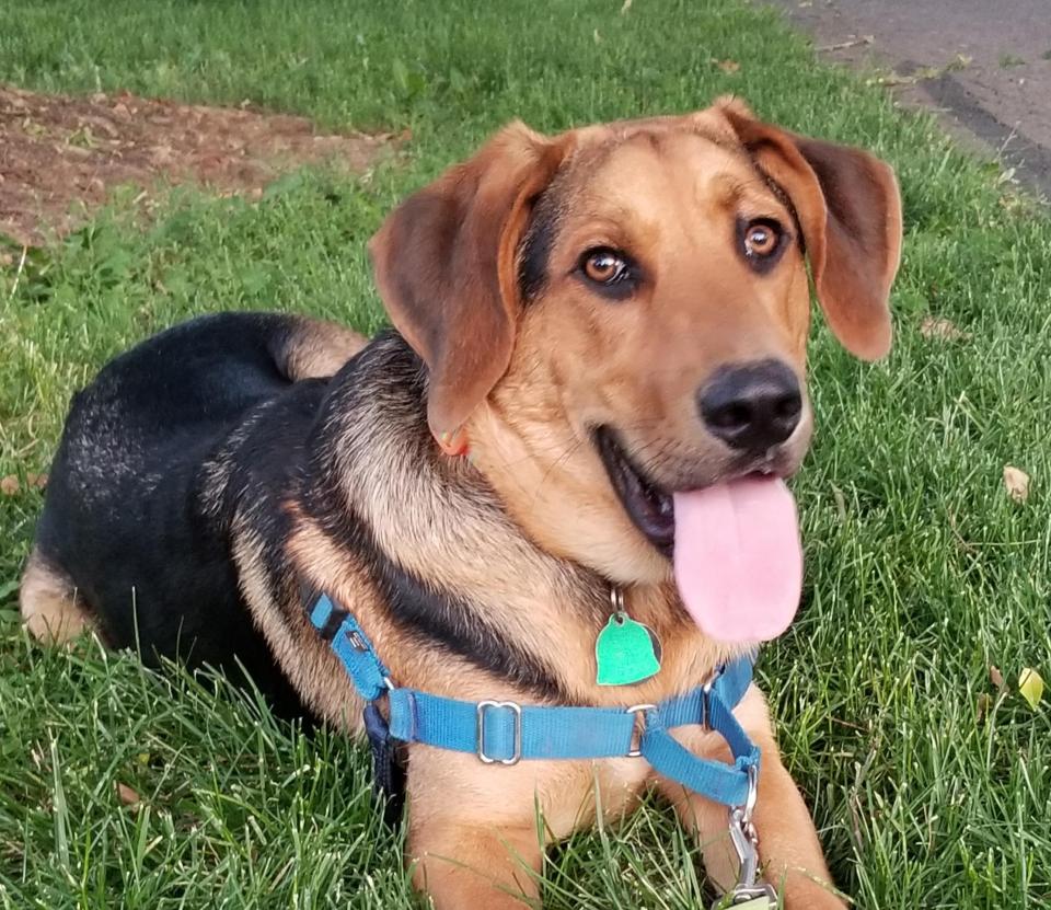 dog lying in the grass with tongue out