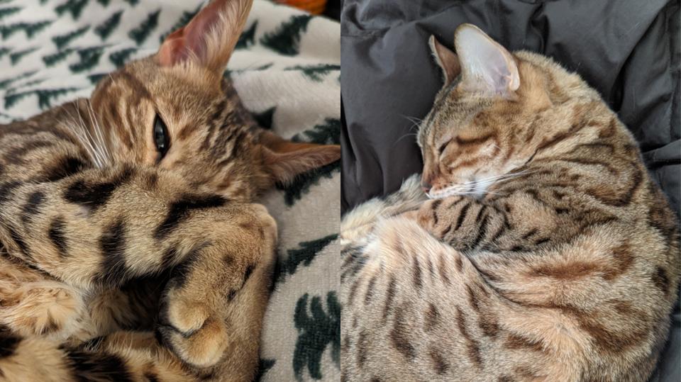 two cats curled up in the fetal position
