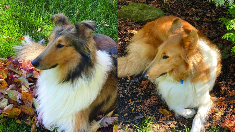 two collies lying in the grass