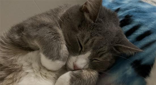 cat napping