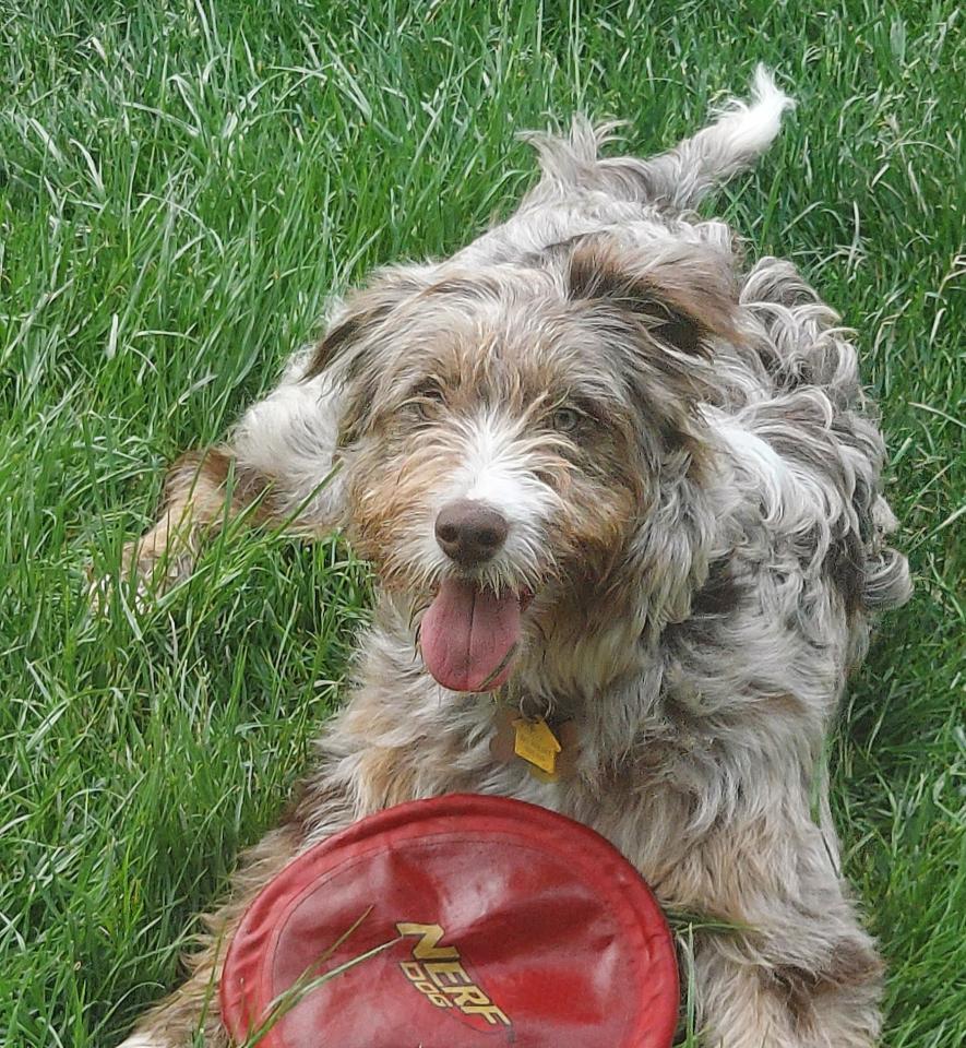 dog lying the grass with a frisbee