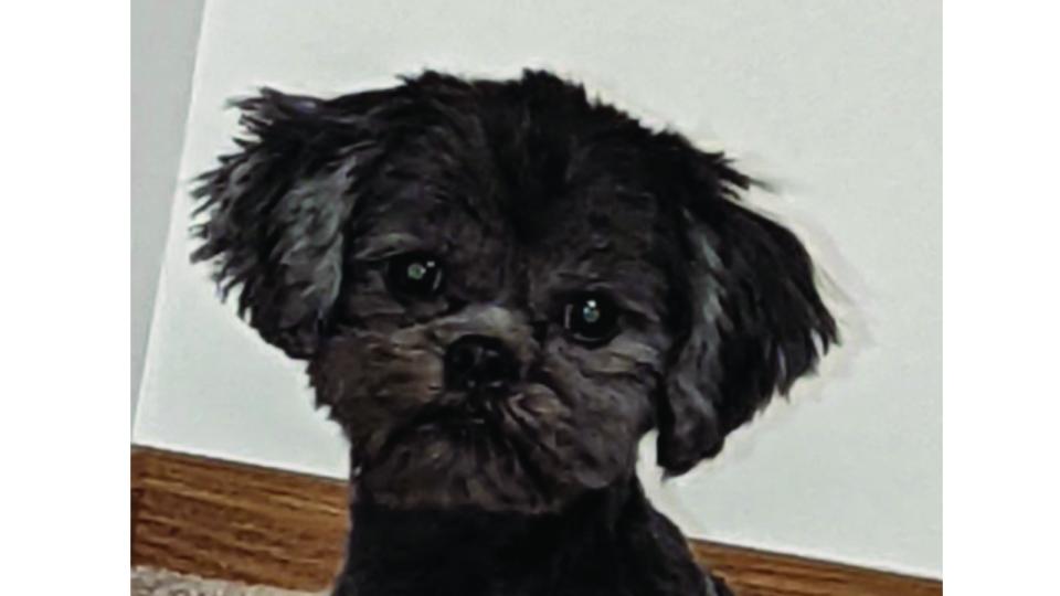 little black dog