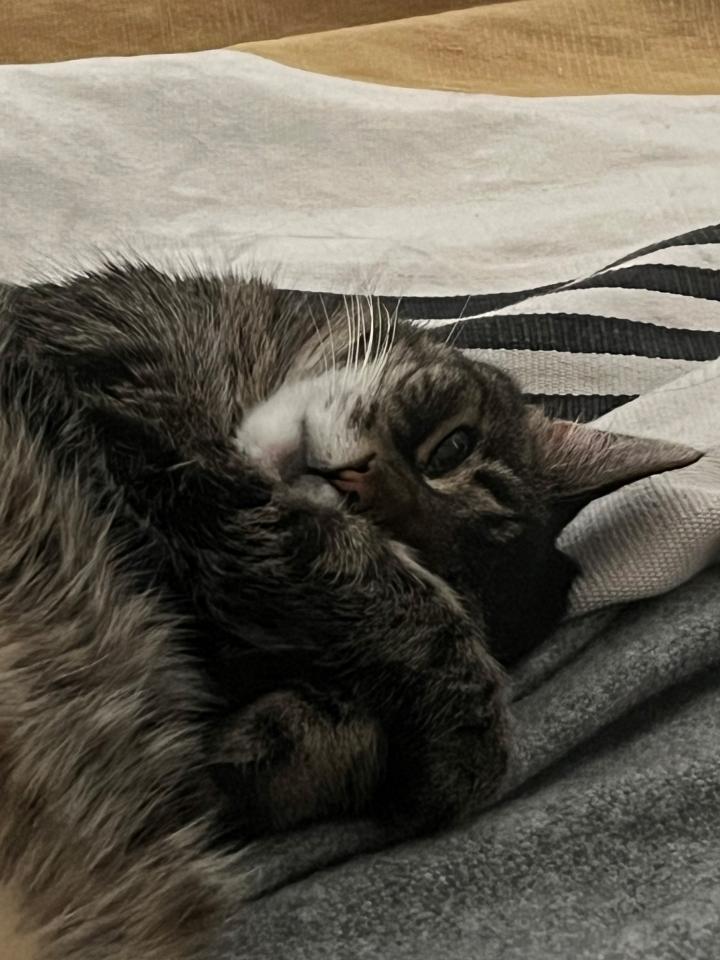 small cat lying down