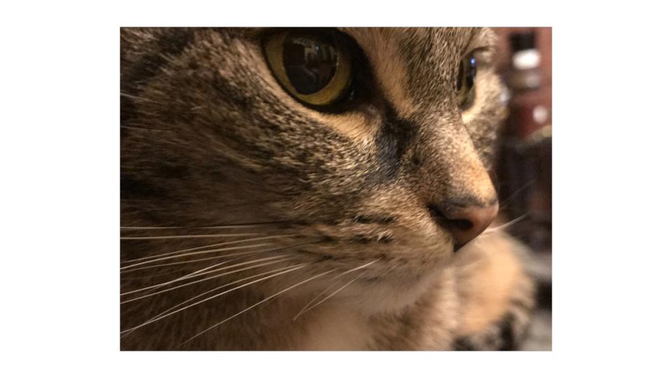 close up of a cat's face