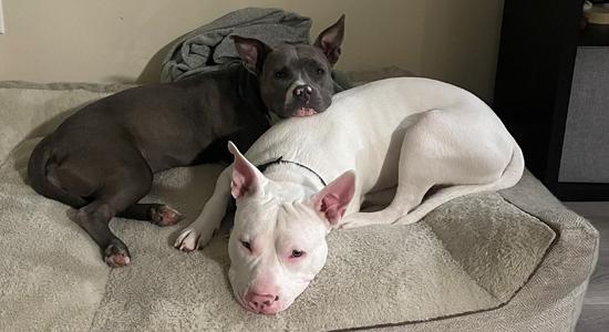 two dogs lying on a couch
