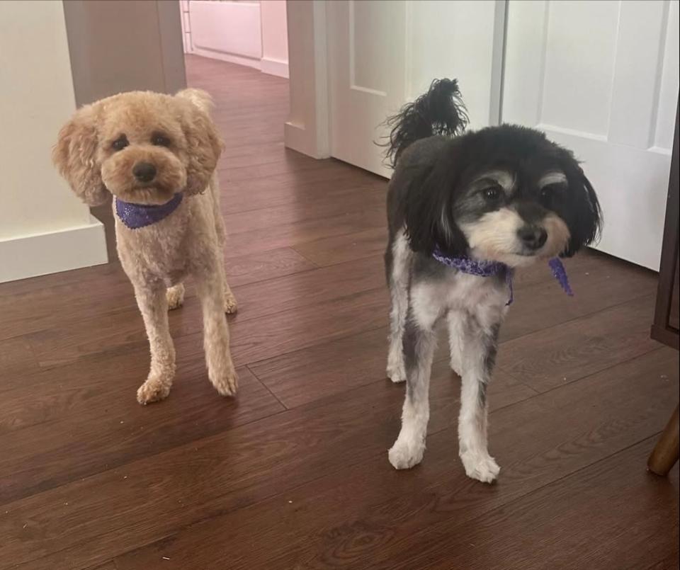 two dogs