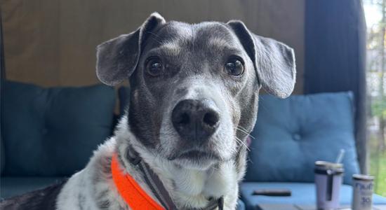 dog