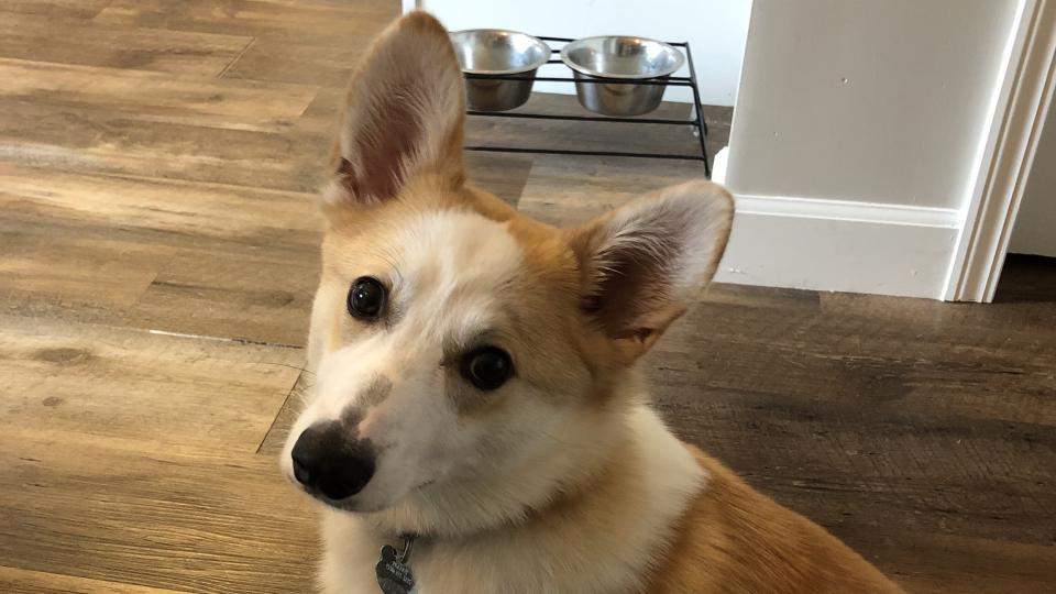 white and brown dog