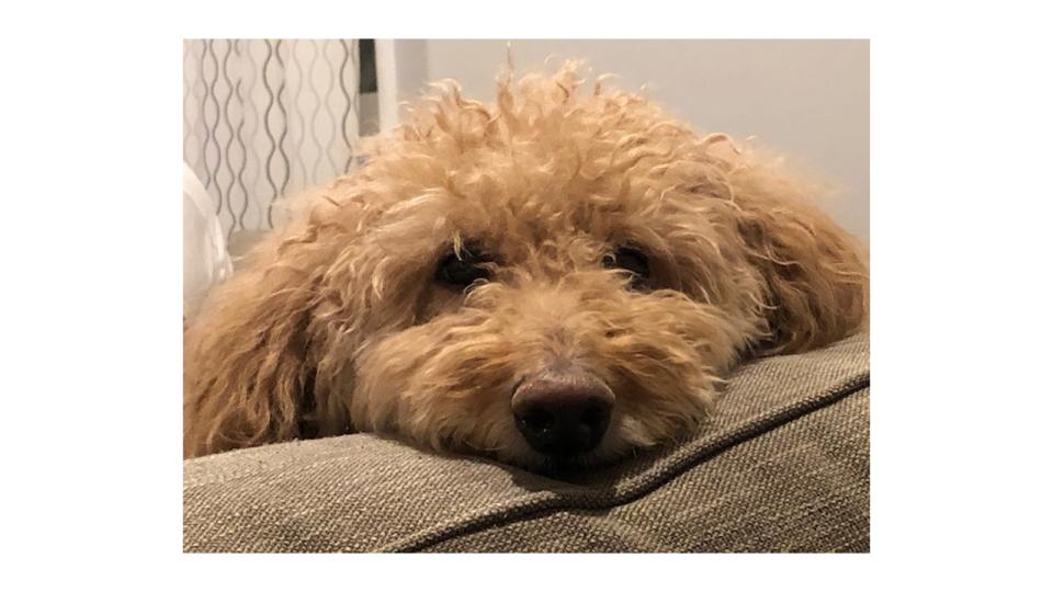 fluffy dog lays his face on the arm of a couch
