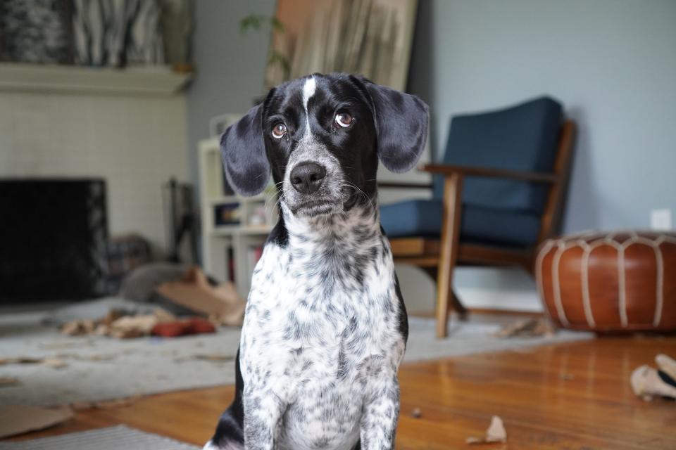 dog