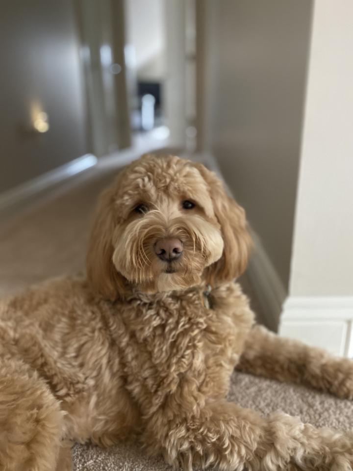 fluffy brown dog lying in a hallway