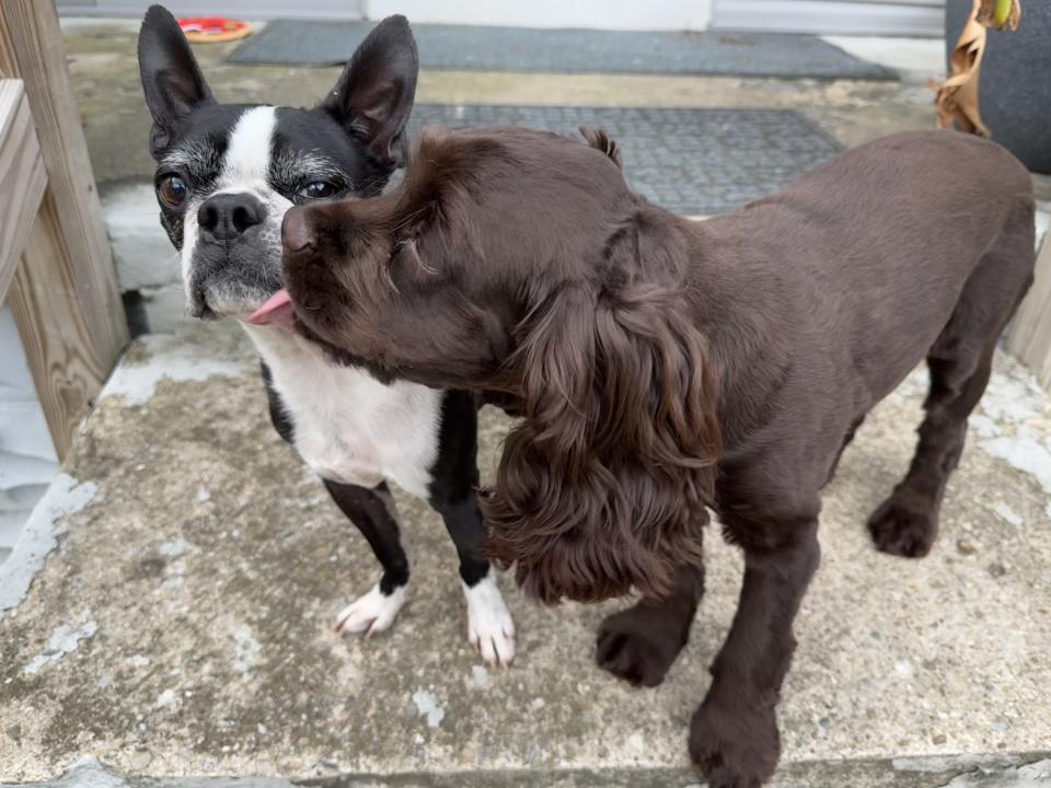 dog on right licking face of dog on the left