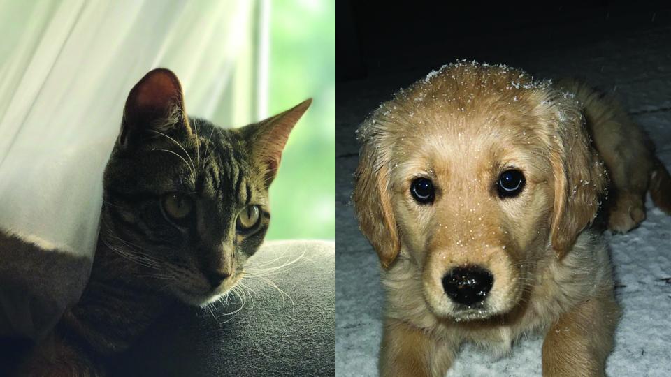 cat on left and dog on the right