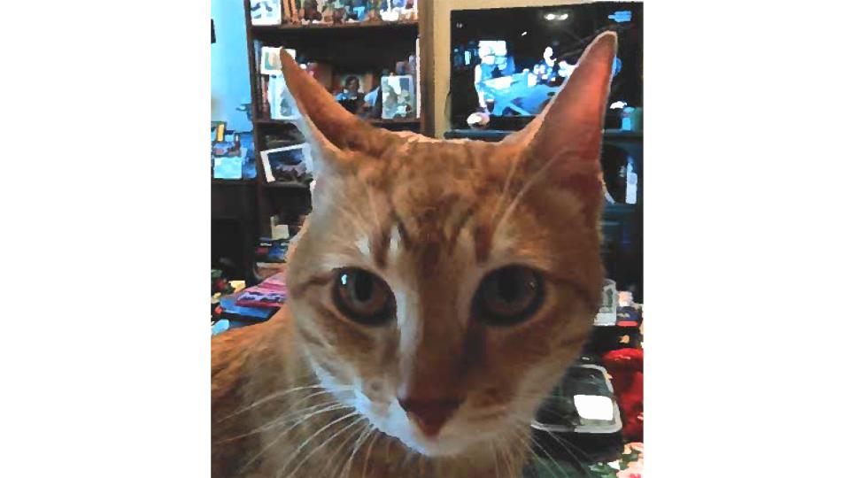 close up of orange cat